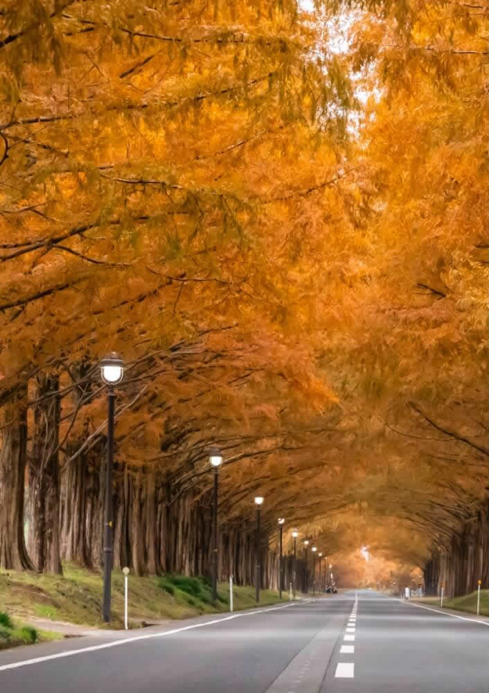 メタセコイヤ並木